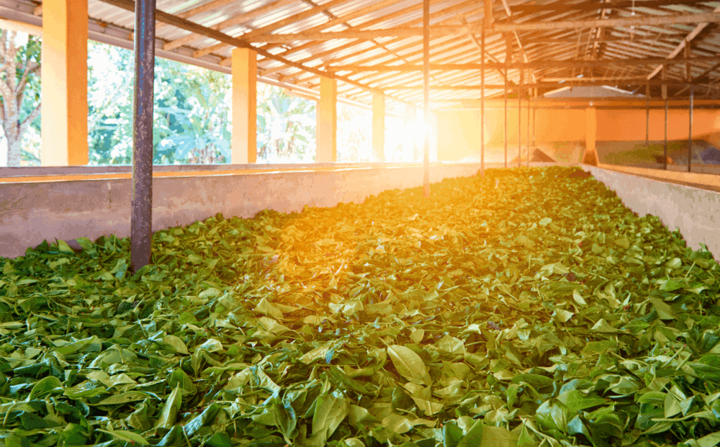kratom factory production drying process
