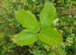Kratom Strauch Blätter günstig mit roten Adern