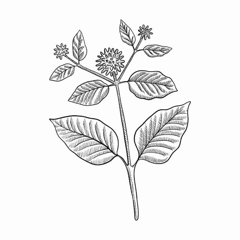 Kratom Pflanze Abbildung ethnobotianisch korrekt Kratom online kaufen