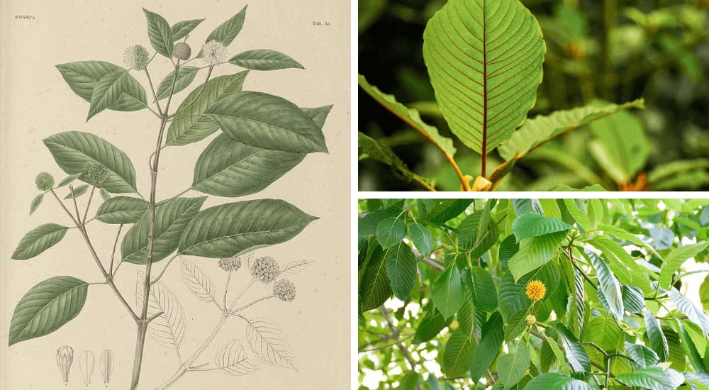 Botanical illustration and close-up of Thai Kratom leaves and flowers, showcasing detailed plant structure and vibrant foliage.